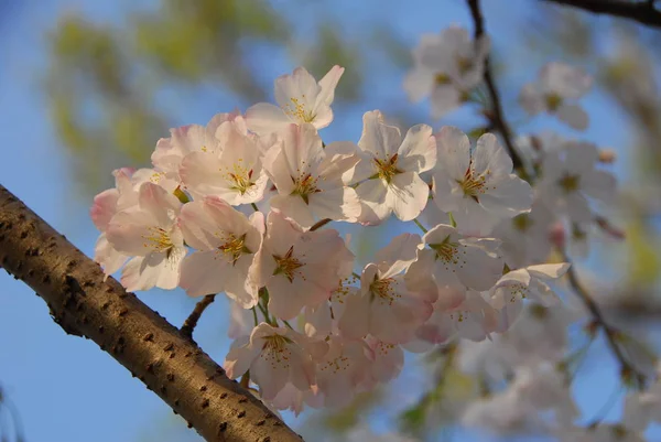 Frühlingsbaum Blumen Auf Ästen Kirschblüte — Stockfoto