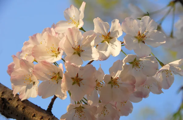 Spring Tree Flowers Branches Cherry Blossom — Stock Photo, Image