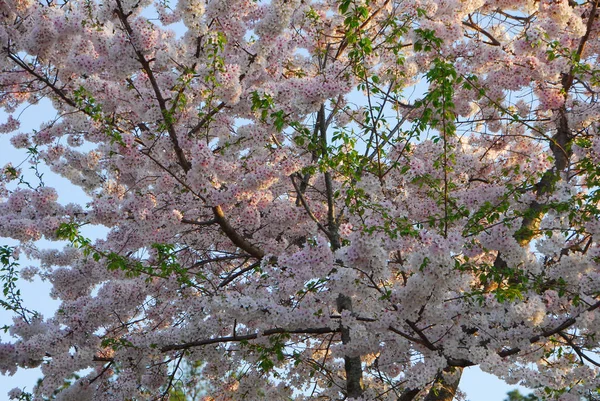 春天的树 枝条上的花 — 图库照片