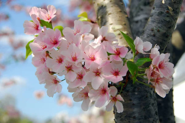 Spring Tree Flowers Branches Cherry Blossom — Stock Photo, Image