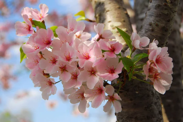Spring Tree Flowers Branches Cherry Blossom — Stock Photo, Image