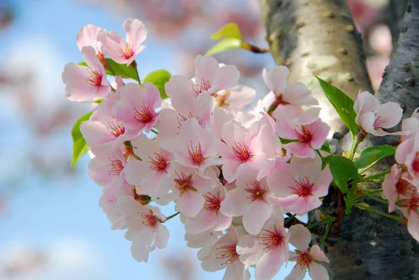 Arbre Printemps Fleurs Sur Les Branches Fleur Cerisier — Photo