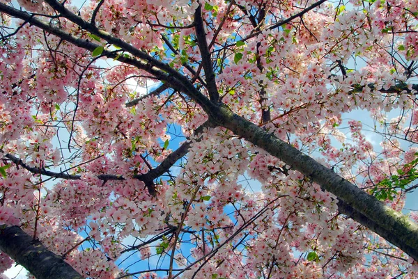 Frühlingsbaum Blumen Auf Ästen Kirschblüte — Stockfoto