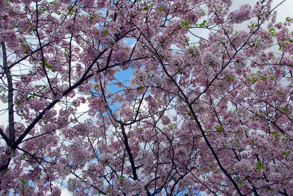 Bahar Ağacı Dallardaki Çiçekler Kiraz Çiçekleri — Stok fotoğraf