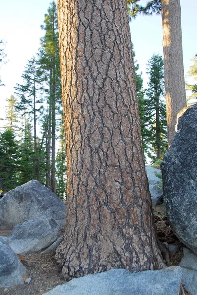 茶色松木樹皮テクスチャ背景のクローズ アップ — ストック写真