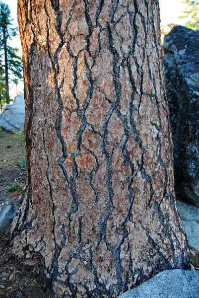 Closeup Hnědé Pine Tree Kůra Textury Pozadí — Stock fotografie