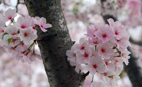 Spring Tree Flowers Branches Cherry Blossom — Stock Photo, Image