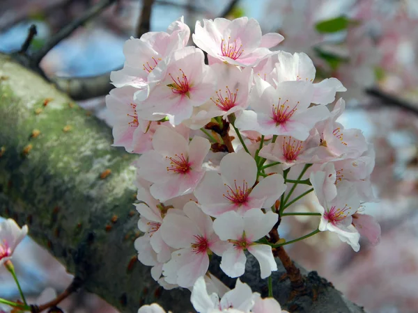 Ανοιξιάτικο Δέντρο Λουλούδια Κλαδιά Άνθη Κερασιάς — Φωτογραφία Αρχείου