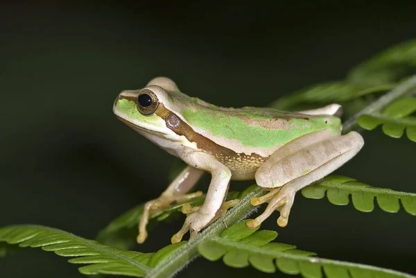 Masqued Frog Smilisca Phaeota — Stock Photo, Image