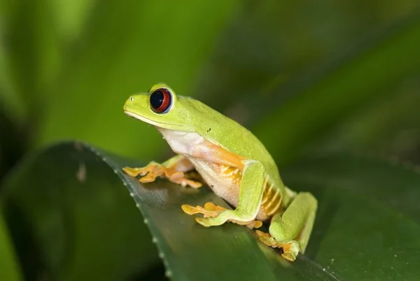 Red Eye Trre Frog Costa Rica — Foto de Stock