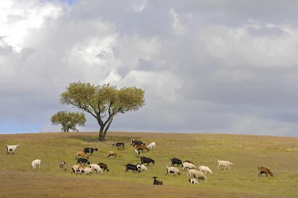 Árboles Aislados Contra Cielo Campo Verde Con Cabras —  Fotos de Stock