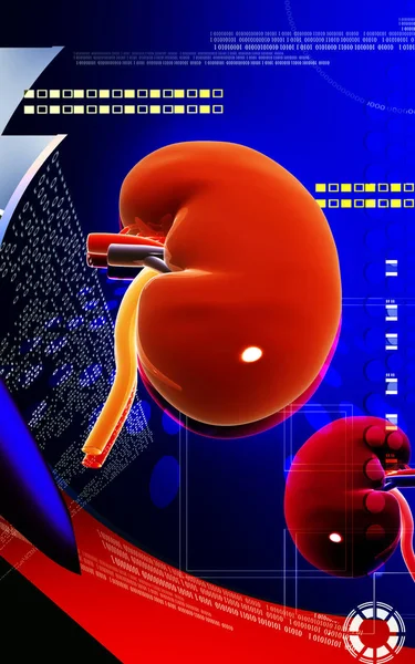 Cyfrowa Ilustracja Nerki Tle Koloru — Zdjęcie stockowe