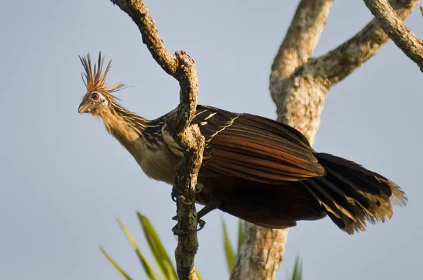 Hoatzin Pássaro Fedorento Equador — Fotografia de Stock
