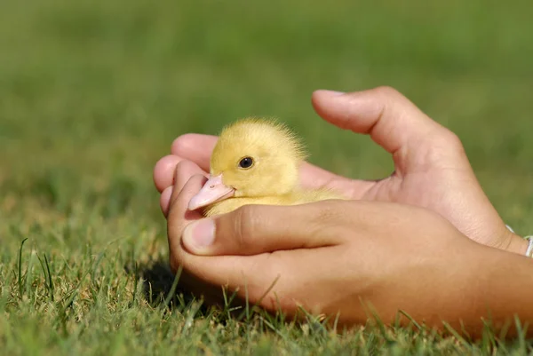 Baby Ente Kinderhand — Stockfoto