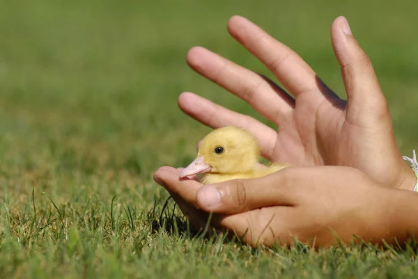 Pato Pequeno Mão Uma Criança — Fotografia de Stock