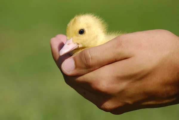 Baby Duck Childreen Hand — Stock Photo, Image