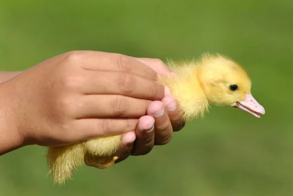 Pato Bebê Mão Uma Criança — Fotografia de Stock