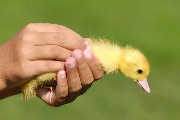 Entenbaby Kinderhand — Stockfoto