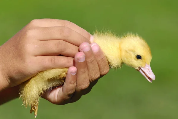 Baby Duck Childreen Hand — Stock Photo, Image