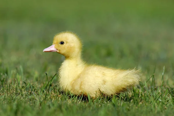 Baby Duck Resting Grass — Stock Photo, Image