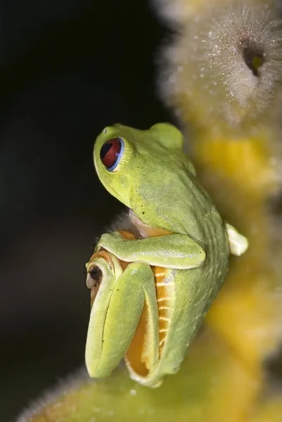 Sapo Tropical Animal Anfíbio — Fotografia de Stock