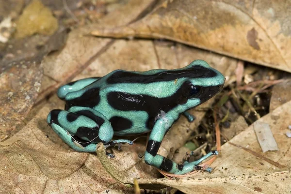 Sapo Venenoso Dendrobates Auratus — Fotografia de Stock