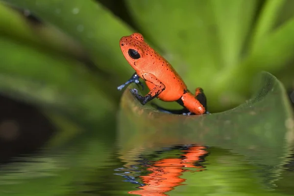 カエル両生類池動物 — ストック写真