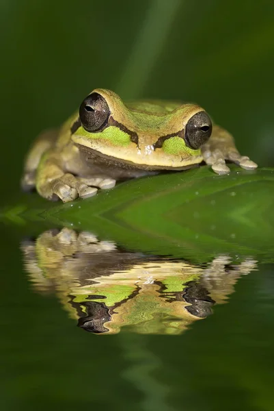 Smilisca Phaeota Frog Kostariky — Stock fotografie
