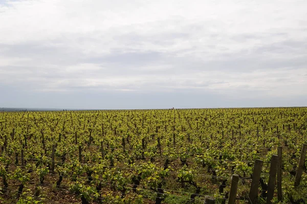 Uva Que Crece Viñedo — Foto de Stock