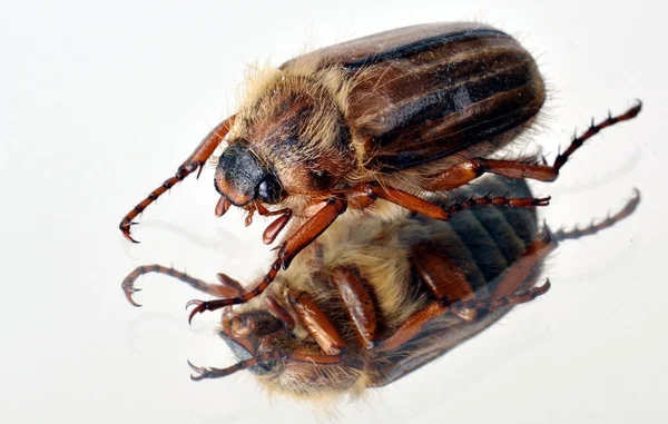 Fechar Marrom Enorme Cockchafer — Fotografia de Stock