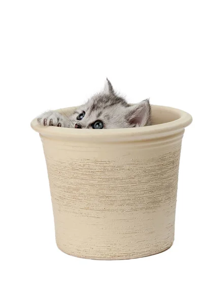 Μικρή Γάτα Χαριτωμένο Μικρό Ζώο — Φωτογραφία Αρχείου