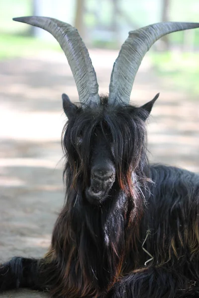 Cabra Cuello Negro Los Valais Parque Temático Sababurg — Foto de Stock