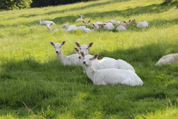 Bílý Listí Jelen Tierpark Sababurg — Stock fotografie