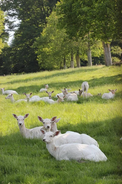 Bílý Listí Jelen Tierpark Sababurg — Stock fotografie