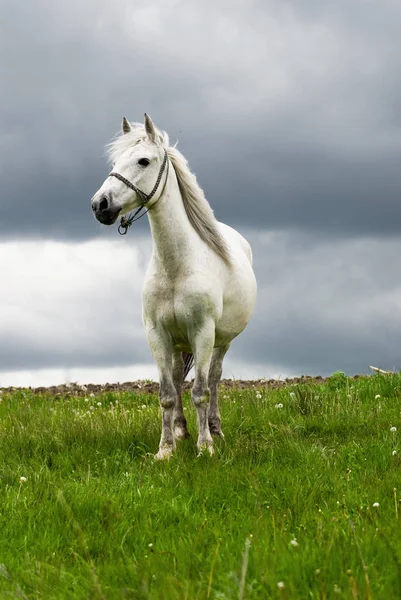 Cavalo Branco Livre Campo Verão — Fotografia de Stock