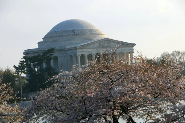 Flor Cerezo Cerca Tidal Basin Washington — Foto de Stock