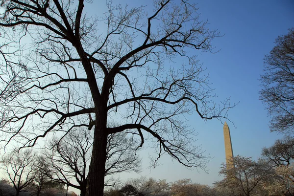 Alta Estructura Prominente Monumento Washington Washington —  Fotos de Stock