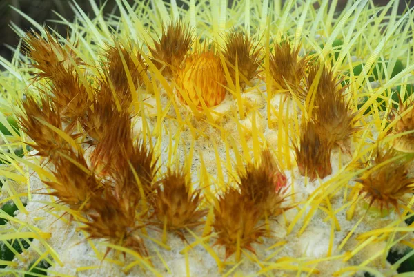 Gröna Cactus Växt Med Gula Blommor Blom — Stockfoto