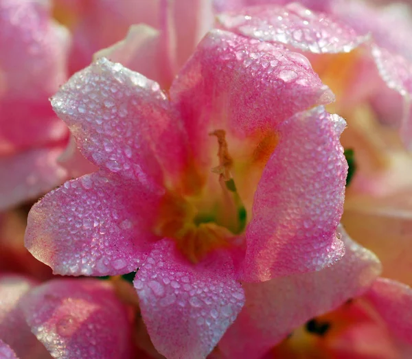 Розовый Мокрый Antirrhinum Majus Цветок Дракона Цвету Весной — стоковое фото