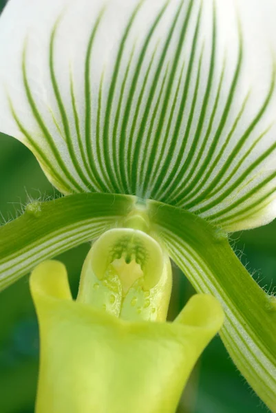 Groen Witte Paphiopedilum Callosum Maudiae Orchid Bloem Bloei Het Voorjaar — Stockfoto