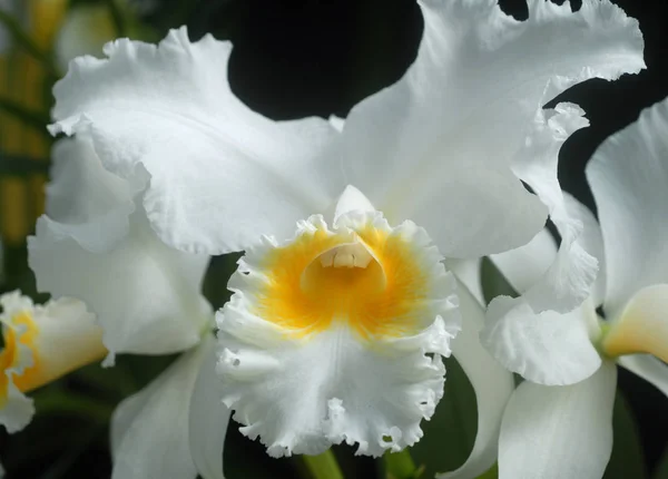 Petali Fiori Orchidea Flora Bellezza — Foto Stock