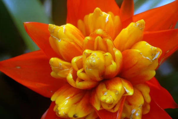 Amarelo Laranja Bromélia Flor Formação Roseta Flor Primavera — Fotografia de Stock