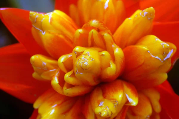 Fleur Bromélie Orange Jaune Formation Rosette Fleur Printemps — Photo