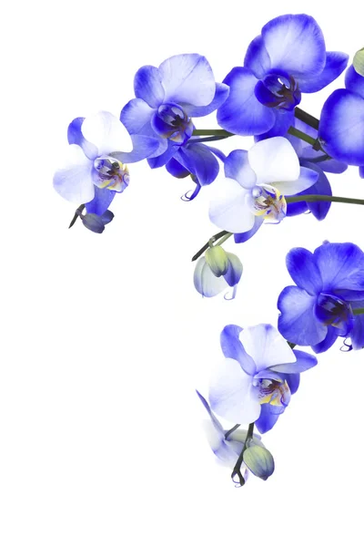 Hermosa Orquídea Violeta Phalaenopsis — Foto de Stock