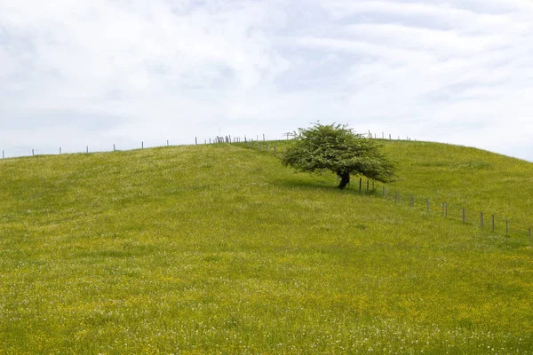 Enkele Boom Weide Lente Beieren — Stockfoto