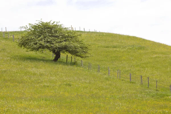 Single Tree Meadow Spring Bavaria — Stock Photo, Image