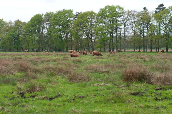 Prado Com Vacas Escocesas Terras Altas Holanda — Fotografia de Stock