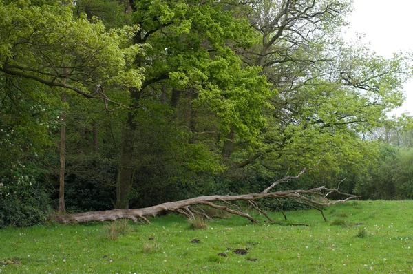 Toter Und Umgestürzter Baum Auf Einer Wiese — Stockfoto