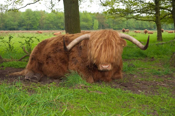 Närbild Skotsk Vilar Marken — Stockfoto