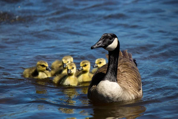 カナダのガチョウは彼らのえさで泳ぐ — ストック写真